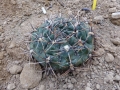 Gymnocalycium brachypetalum P 101