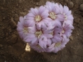 Gymnocalycium bruchii