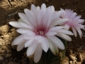 Gymnocalycium bueneckeri