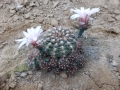 Gymnocalycium calochlorum