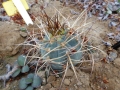 Gymnocalycium cardenasianum