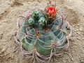 Gymnocalycium carminanthum