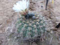 Gymnocalycium castellanosii