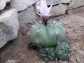 Gymnocalycium chiquitanum