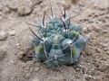 Gymnocalycium chubutense