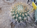 Gymnocalycium comarapense