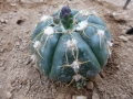 Gymnocalycium denudatum