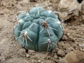 Gymnocalycium erinaceum