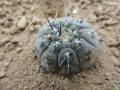 Gymnocalycium esperanzae