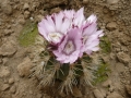 Gymnocalycium eurypleurum