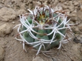 Gymnocalycium ferox
