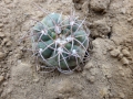 Gymnocalycium ferrarii