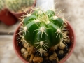 Gymnocalycium fleischerianum