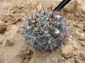 Gymnocalycium friedlii