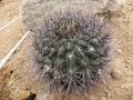 Gymnocalycium gibbosum v.nigrum