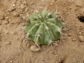 Gymnocalycium griseopallidum