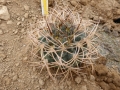 Gymnocalycium guanchinense P 226