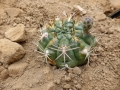 Gymnocalycium hamatum