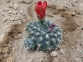Gymnocalycium heidiae