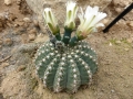 Gymnocalycium hennesii