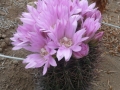 Gymnocalycium horridispinum