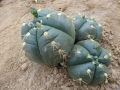 Gymnocalycium horstii v.buenekeri
