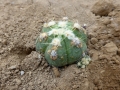 Gymnocalycium horstii