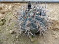 Gymnocalycium hossei