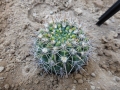 Gymnocalycium hytiacanthum