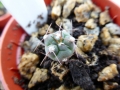 Gymnocalycium jochumii