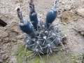 Gymnocalycium kieslingii