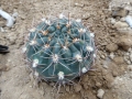 Gymnocalycium kroenleinii