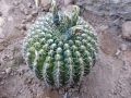 Gymnocalycium leeanum