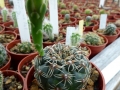 Gymnocalycium leptanthum