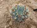 Gymnocalycium mardelplatense