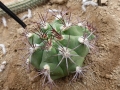 Gymnocalycium marquezii v.argentinense