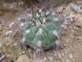 Gymnocalycium marquezii