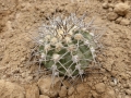Gymnocalycium mazanense