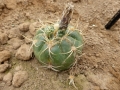 Gymnocalycium megalothelos