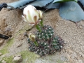 Gymnocalycium mesopotamicum P 241