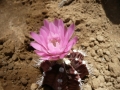 Gymnocalycium mihanovichii