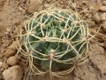 Gymnocalycium monvillei