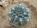 Gymnocalycium mostii HU 503