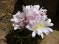 Gymnocalycium multiflorum