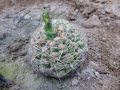 Gymnocalycium netrelianum