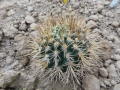 Gymnocalycium neuhuberi