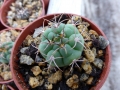 Gymnocalycium nidulans