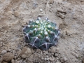 Gymnocalycium ochoterenae