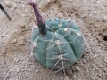 Gymnocalycium oenanthemom X horstii