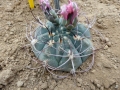 Gymnocalycium oenanthemum